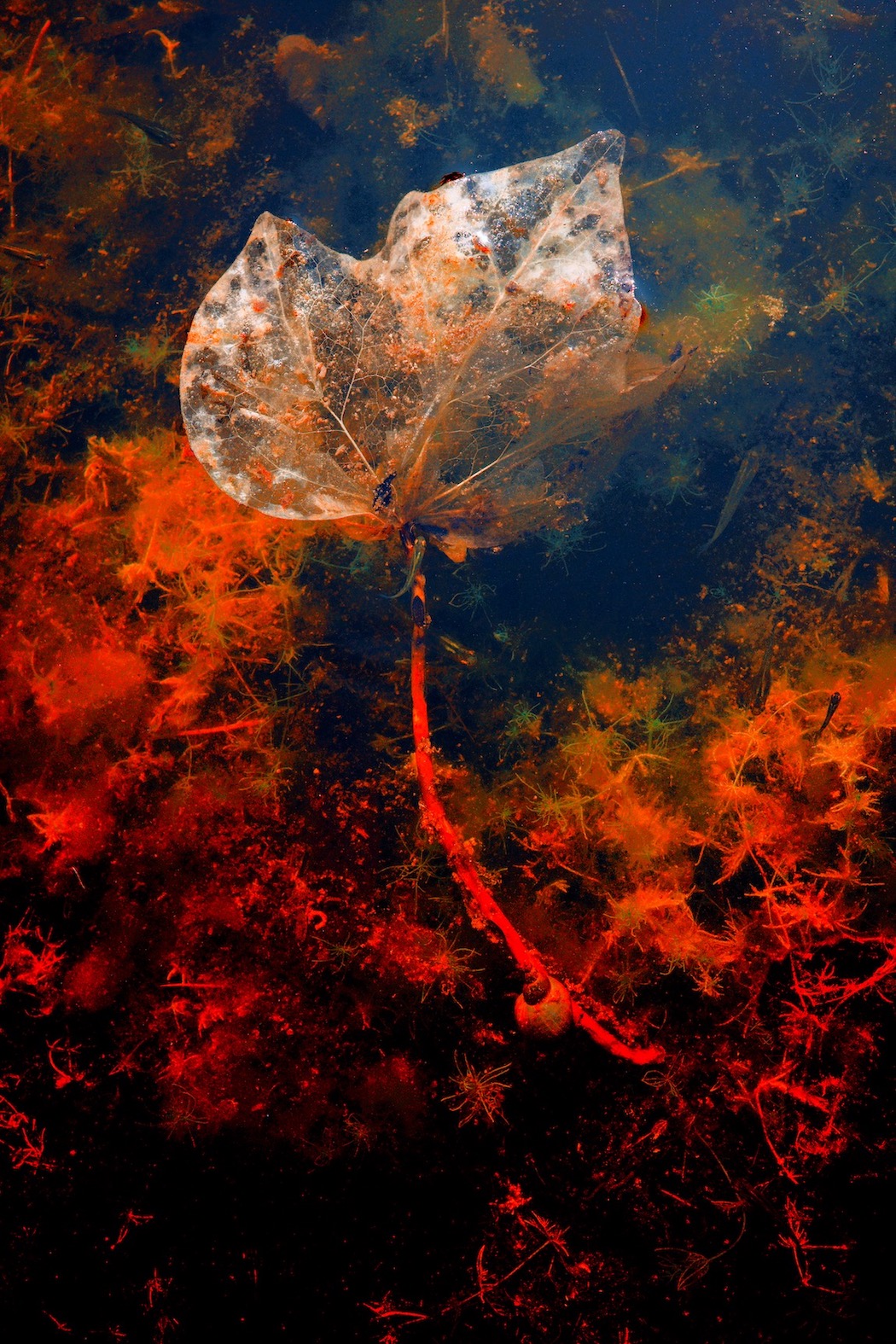 feuille morte
